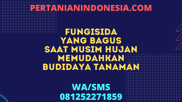 Fungisida Yang Bagus Saat Musim Hujan Memudahkan Budidaya Tanaman